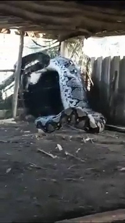 İnsan yiyen dev anakonda yakalandı. Köpek gibi başından bağlandı