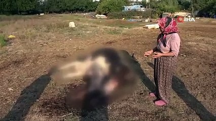 Köylünün tek geçim kaynağını köpekler öldürdü