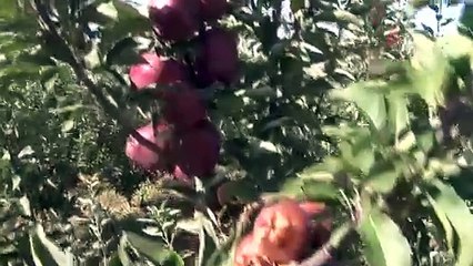 Köylü toplamaya yetişemiyor tarlada kilosu 3 markette 30 TL. Kanser hücrelerinin gelişmesini engelliyor