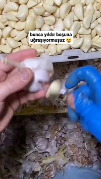 Sarımsak nasıl temizlenir? En kolay sarımsak temizleme yöntemi