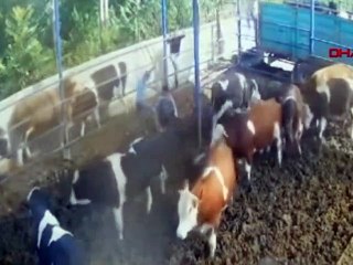 Boynuz darbesiyle 2 metre havaya fırladı