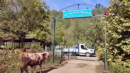 Oğlunun mezarına giden kadın büyük korku yaşadı. "Orada yığıldım"