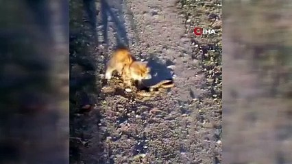 Kedi ile yılan kıran kırana kavga etti. Bakan kavgadan kim galip çıktı