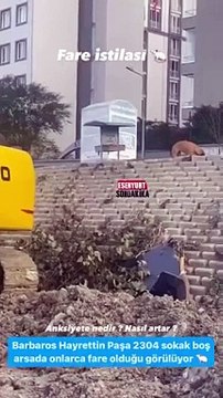 Esenyurt’u fareler bastı. Kedi büyüklüğündeki fareler ortalıkta cirit attı