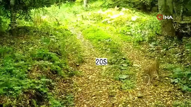 Ormanın hayaleti fotokapanda