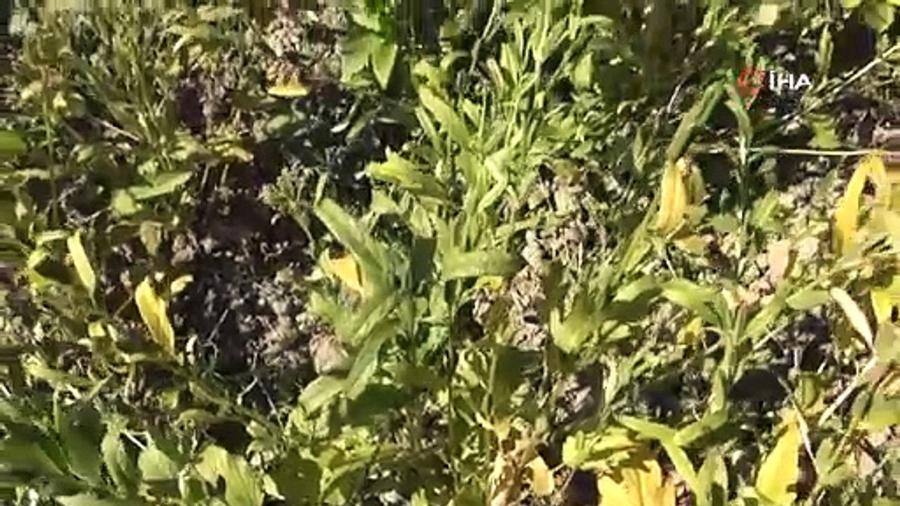 Tadını iyotlu rüzgardan alıyor dünyada sadece Türkiye'de yetişiyor. Japonlar hepsini alıyor suşinin içine katıyor.