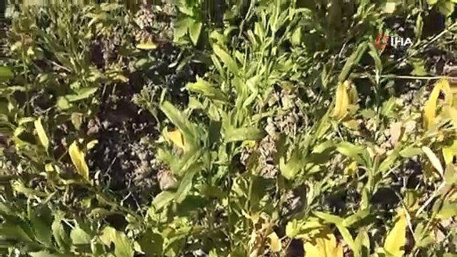 Tadını iyotlu rüzgardan alıyor dünyada sadece Türkiye'de yetişiyor. Japonlar hepsini alıyor suşinin içine katıyor.
