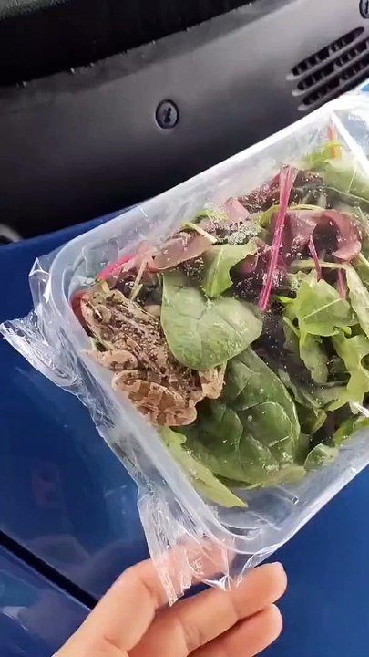 Bu kadarına da yok artık diyeceksiniz. Marketten aldığı kapalı paketten canlı kurbağa çıktı
