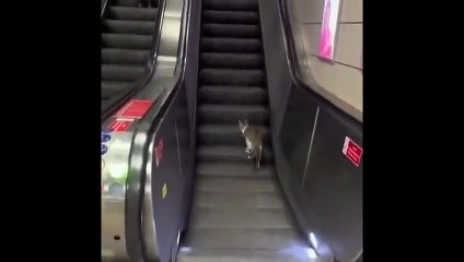 İstanbul'un meşhur kedileri...