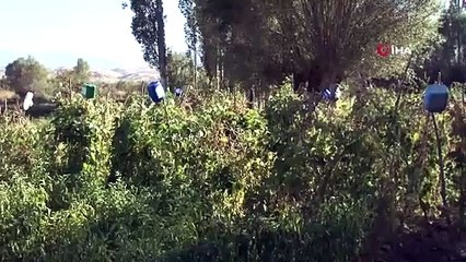 Ektikleri ürünleri toplayamıyor ağaçlara bakarak yürüyor. Köylüler korkudan şok geçiriyor