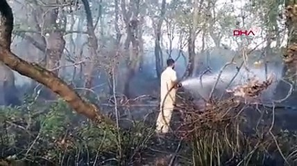 Silivri'de ağaçlara sıçrayan yangın büyümeden söndürüldü