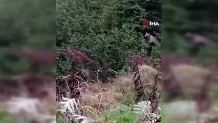Fındık yiyen ayıya söyledikleri güldürdü