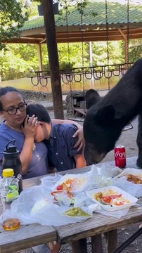 Piknik alanına inen ayı piknik yapan ailenin yemeklerini yedi