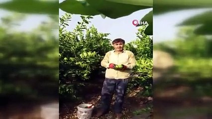 Çiftçi deliye döndü ağaçları kökünden söktü. Sana satacağıma odun yapar yakarım