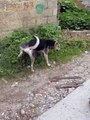 Köpek kaykay ile köy turu attı. Sosyal medya bugün bu videoyu konuşuyor