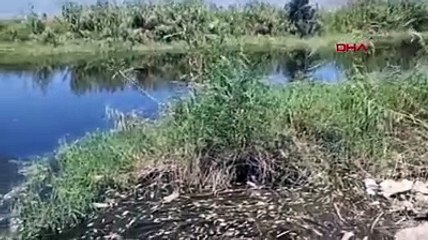 Binlercesi aynı anda öldü. Aydınlılar korku içerisinde. Bukalemun gibi renk değiştirdiler