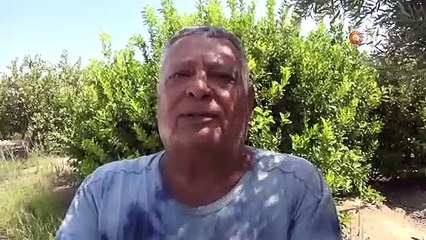 Meyvenin kraliçesinin hasadı başladı: Kilosu 15 lira. Kanserin her türüne savaş açtığı kanıtlandı