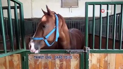 Yarış tayları 26 gün sonra açık artırmada