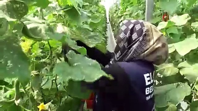 3 dönüme ektiler günde 900 kilo topluyorlar pazarda kilosu 15 TL. Çiftçilerin yüzünü topraksız tarım güldürdü