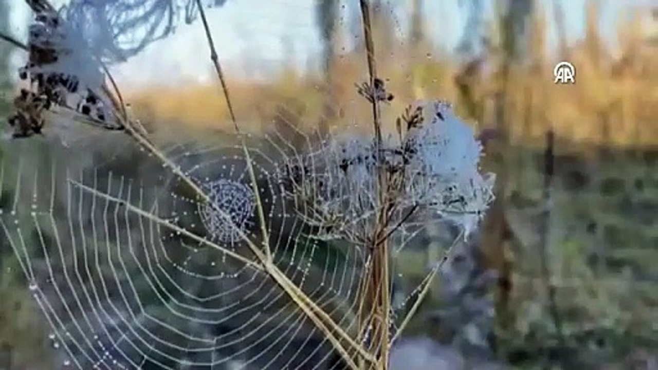 Ardahan'da soğuk hava sis, kırağı ve buzlanmaya neden oldu