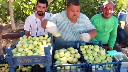 8 bin dekarda üretiliyor 30 bin ton ürün bekleniyor. Geçen sene kilosu 15 liraydı bu sene 55 TL