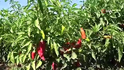 Çete bayramında ekiliyor çiftçi toplamaya yetişemiyor. Sofraların vazgeçilmezini çiftçi 15 dönüme ekti