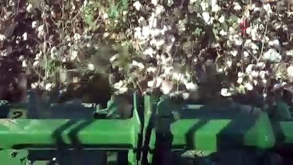 Adana’da pamuk hasadı başladı