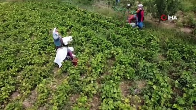 2 bin dekara ekildi çiftçinin yüzü güldü. Kilosu 30 TL'den satılıyor halk adeta kapışıyor