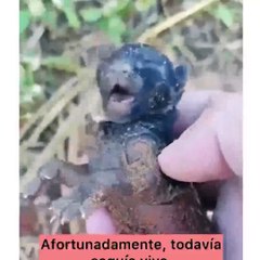 Çalıların arasında buldu köpek yavrusu diye besledi büyüyünce şaşkına döndü