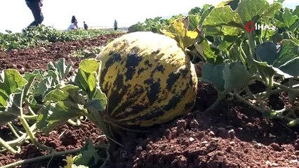 İlaç bile sıkılmıyor 5 ay bozulmuyor kilosu 12 liradan kapışılıyor. Koca köyün geçimi bu meyveden