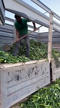 Vatandaş tane ile satın alırken kamyonet dolusu salatalığı çöpe attılar