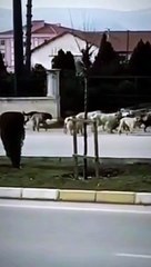 Köpekleri koyun gibi güden adam internette efsane oldu