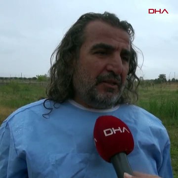 Yolda yaralı bulunan ayının silahla yaralanmış olduğu ortaya çıktı