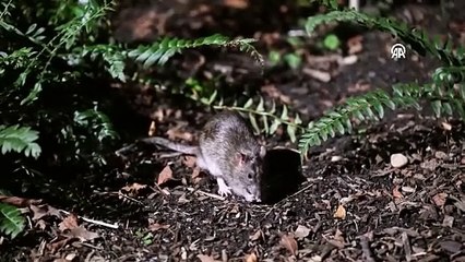 Şehir fareden geçilmiyor. Özel birim kuruldu