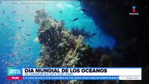 El 8 de junio se conmemora el Día Mundial de los Océanos