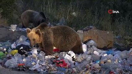 Piknik alanını ayılar bastı