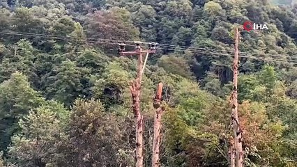 Rize’de kopan elektrik direğinin yerini ağaç aldı