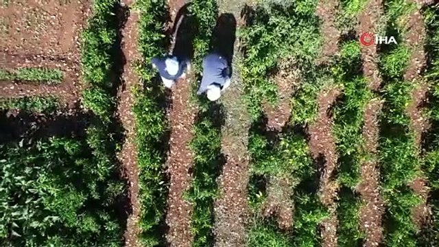 Köylüler kendileri üretiyor pazarda kilosu 250 TL