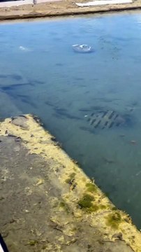 İskenderun'daki anıt meydanı göle döndü. Denizden sürüklenen balıklar meydanda yaşamaya devam ediyor