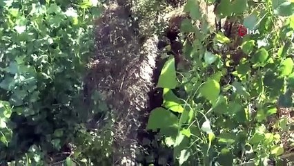 DSİ'nin kanal kapaklarını kapatmasıyla yüzlerce balık öldü