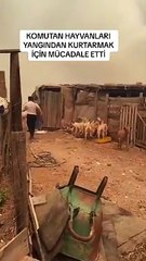 Komutan hayvanları kurtarmak için yangının ortasına daldı