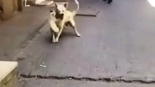 the cat can't stop stalking the dog