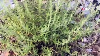 Yaylada kendiliğinden yetişiyor tutamı 15 TL. Kökünü bırakıyorlar seneye tekrar çıkıyor