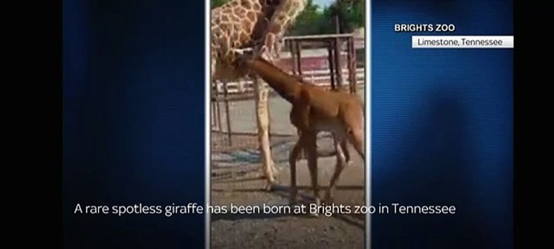 Hayvanat bahçesinde beneksiz zürafa doğdu. Dünyada bir ilk kez görüldü