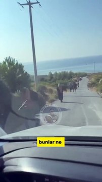 Bu görüntüler bugün Çeşme’de çekildi. Seçim boyunca yalan söyleyen siyasetçilere ithaf olunur