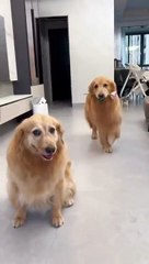Köpek güle oynaya gelerek eşine çiçek verdi. Yürekleri yumuşacık yapan video
