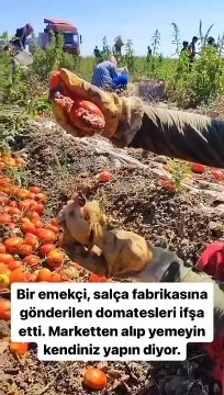 Salça fabrikasına gönderilen domatesler ortaya çıktı. Tarlada çalışan emekçi ifşa etti