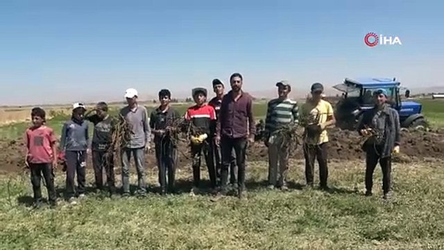 Doğada kendiliğinden yetişiyor. Koca bölgenin geçim kaynağı oldu