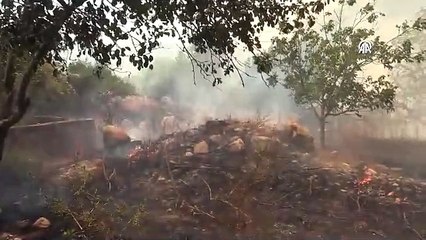 Download Video: Çanakkale'deki orman yangını büyüyor: 1 köy boşaltıldı, Çanakkale-Çan karayolu trafiğe kapatıldı