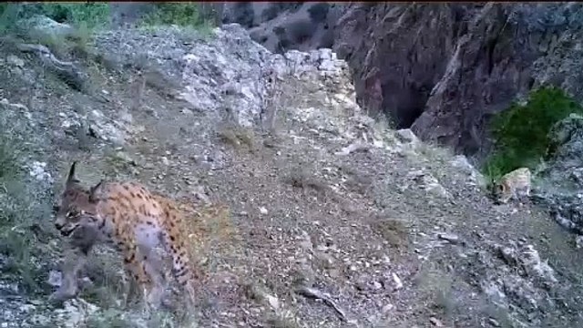 'Ormanın hayaleti' yavrularıyla görüntülendi